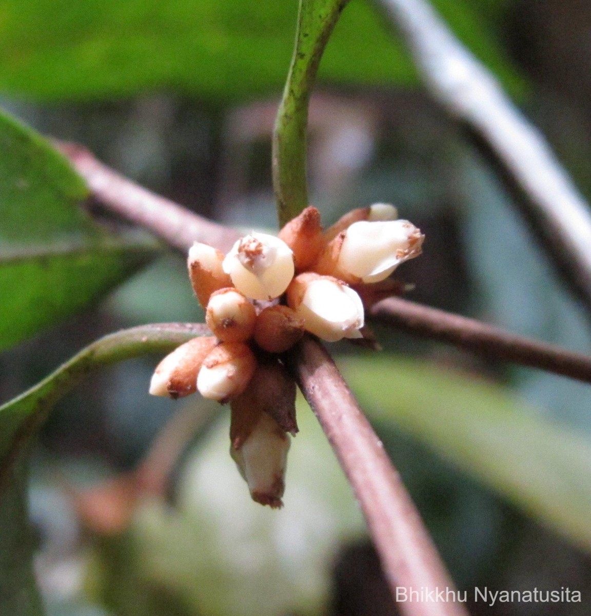 Isonandra lanceolata Wight